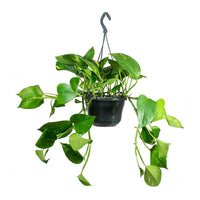 Thumbnail for Epipremnum Plant - Golden Pothos - Money Plant - Devil’s ivy