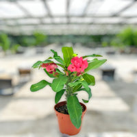 Thumbnail for Euphorbia milii – Crown of Thorns