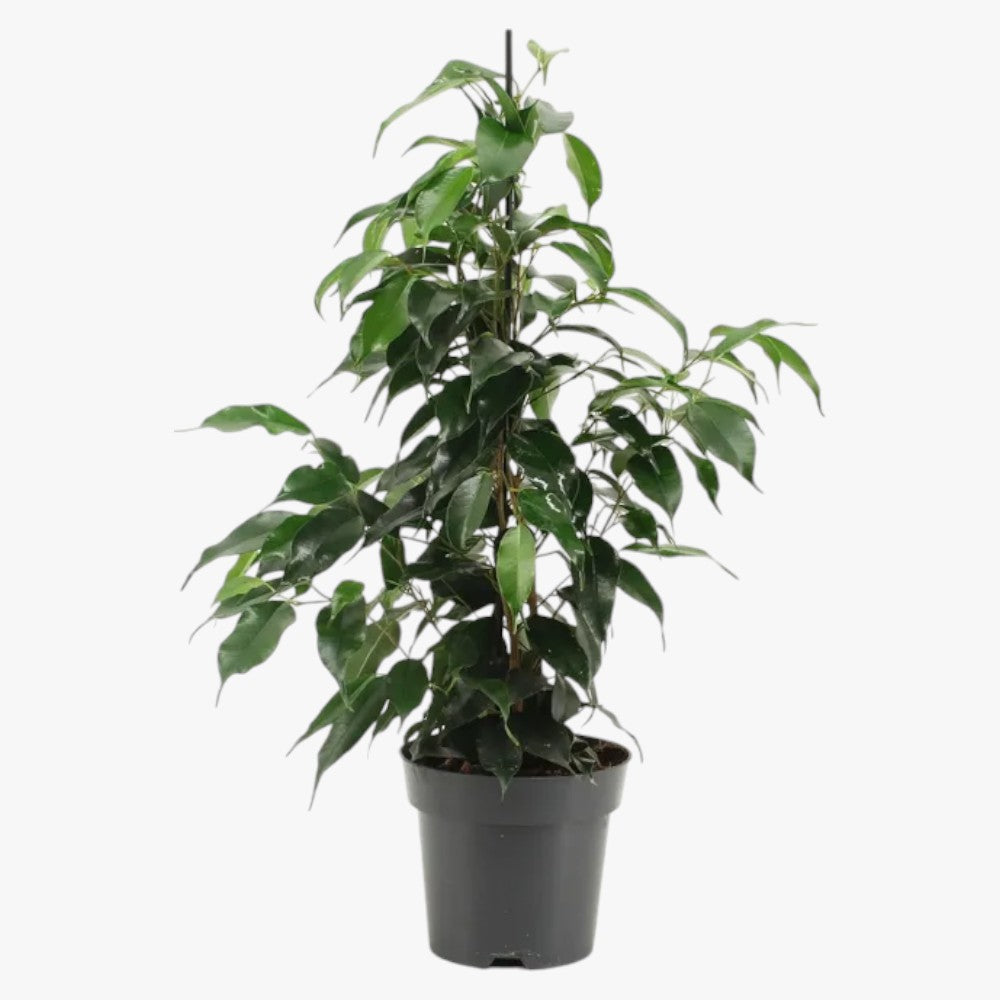 Ficus Benjamina – Danielle