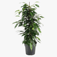 Thumbnail for Ficus Benjamina – Danielle