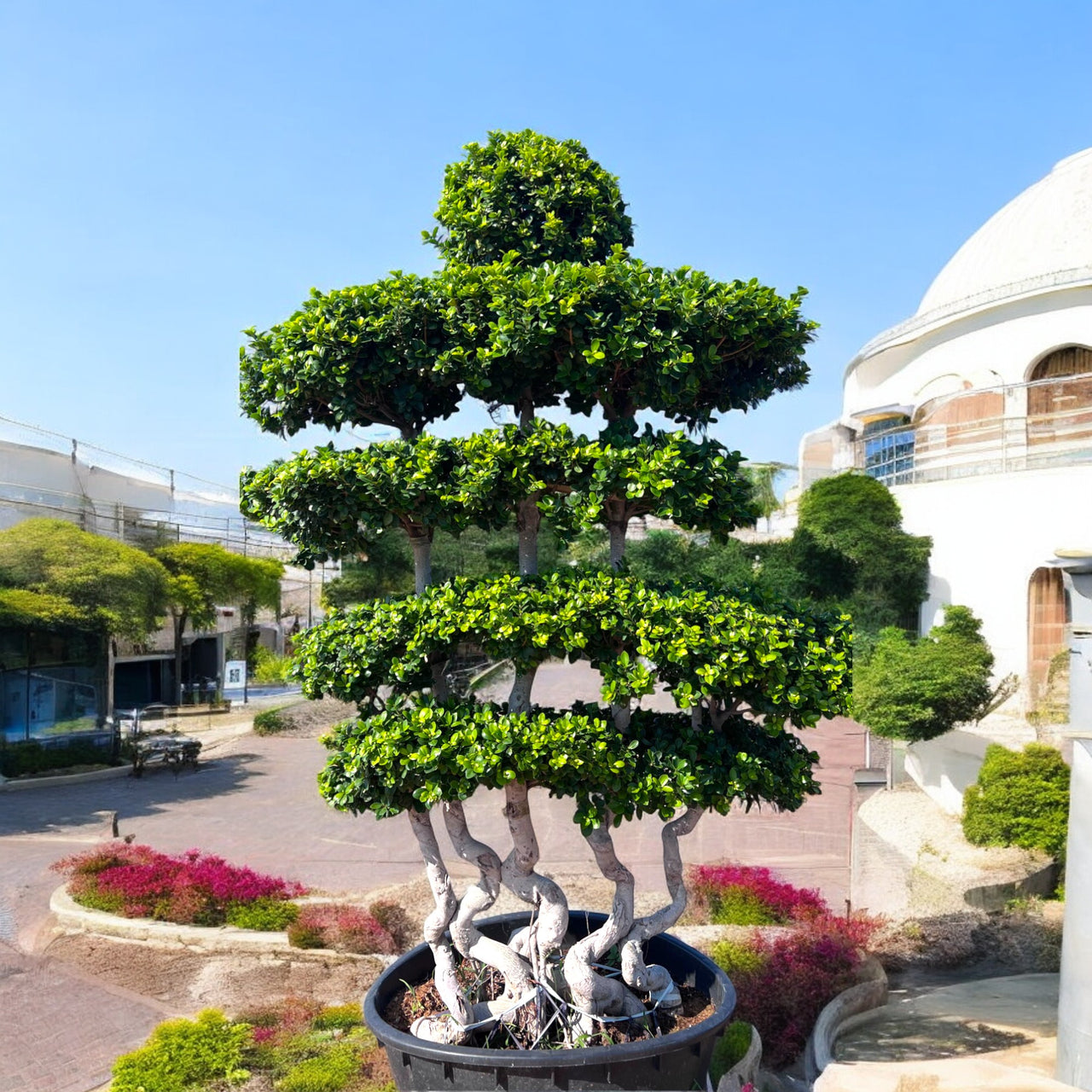 Ficus Bonsai Shaped 2-2.5m