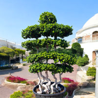 Thumbnail for Ficus Bonsai Shaped 2-2.5m