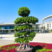Ficus Bonsai – Net shaped 2.0-2.5m