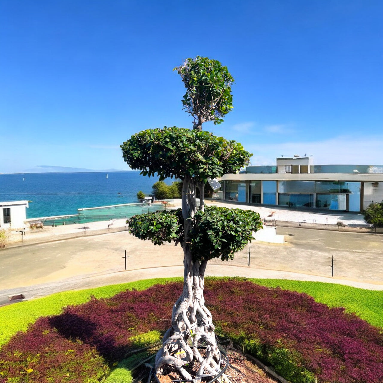 Ficus Macro Bonsai