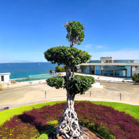Thumbnail for Ficus Macro Bonsai