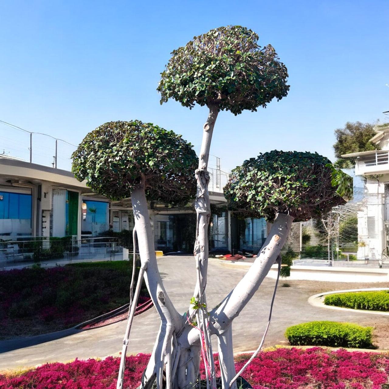 Ficus Microcarpa – Multihead