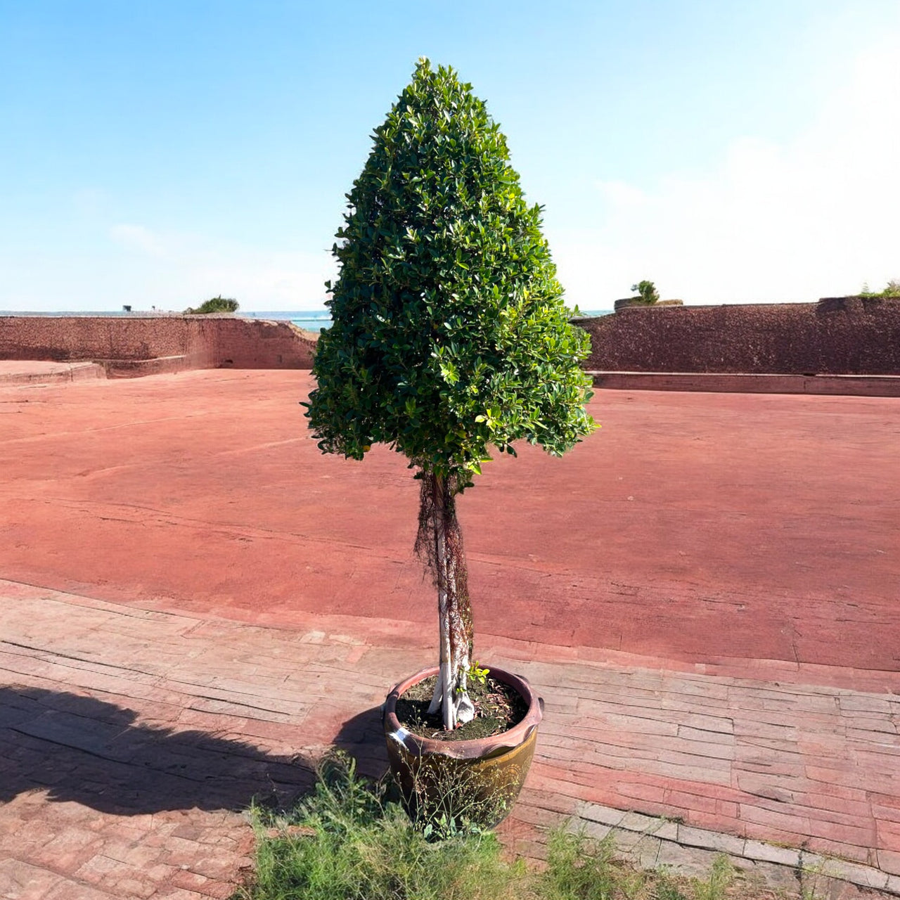 Ficus Nitida Cone Shape 1.5-2.0m