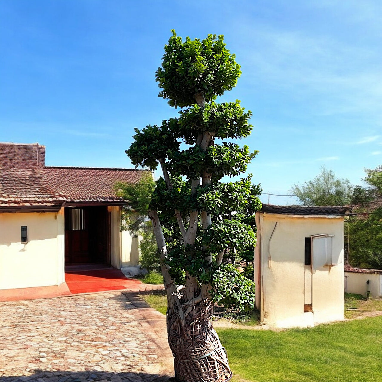 Ficus Panda Multi Head/Root