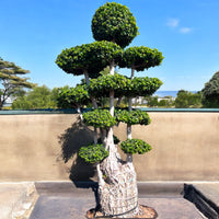 Thumbnail for Ficus Panda Multi Head/Root