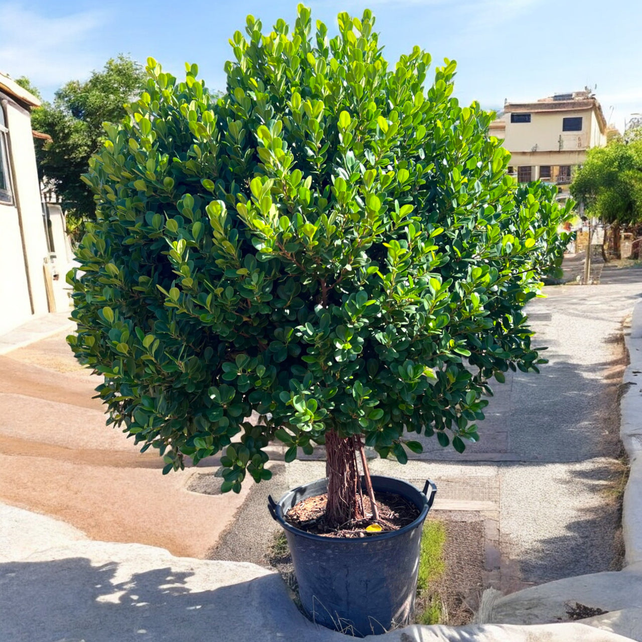Ficus Panda Single Head