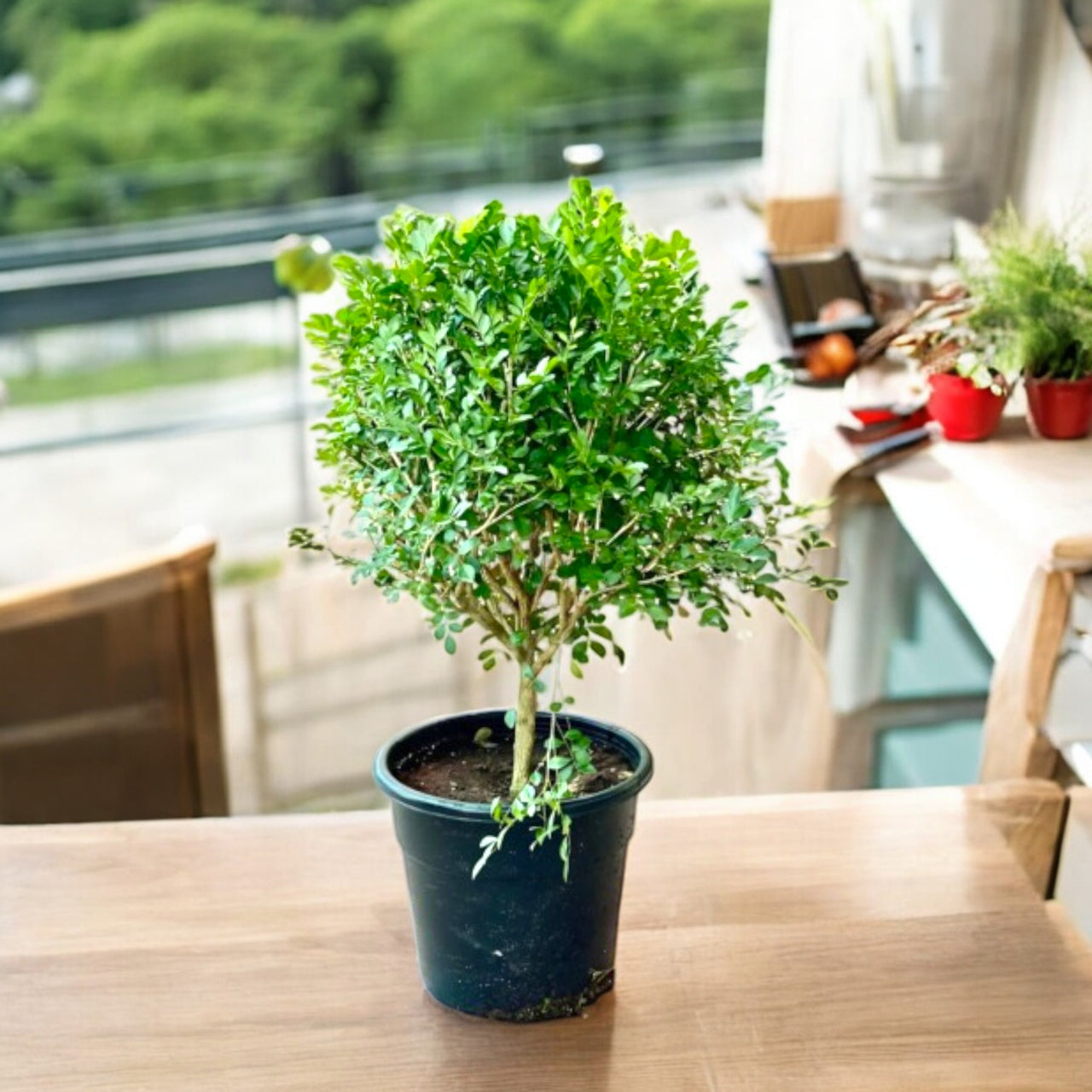 Murraya Paniculata ‘Exotica’ – Orange Jasmine