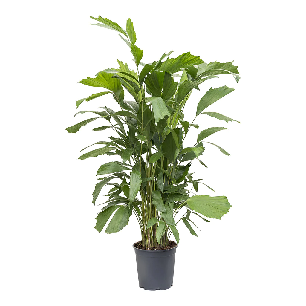 Caryota Mitis - Fish Tail Palm
