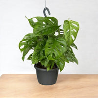 Hanging Adanson’s Monstera – Monstera Adansonii