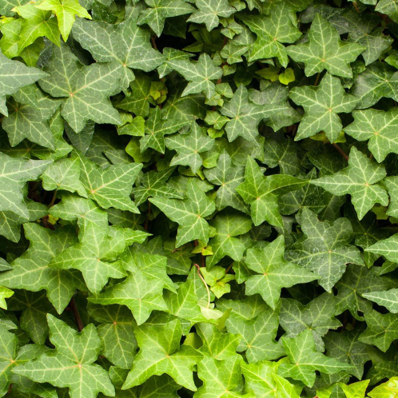 Hedera Helix Plant (Hanging) – English Ivy