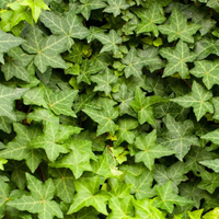 Thumbnail for Hedera Helix Plant (Hanging) – English Ivy