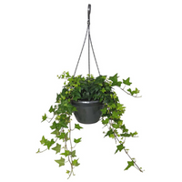 Thumbnail for Hedera Helix Plant (Hanging) – English Ivy