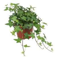 Thumbnail for Hedera Helix – English ivy – Ivy