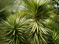 Thumbnail for Yucca Filifera – Yucca Aloifolia