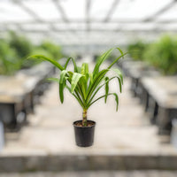 Thumbnail for Hymenocallis Littoralis – Spider Lily