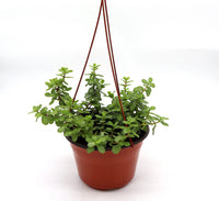 Thumbnail for Portulacaria afra – Elephant Bush (Hanging Variety)