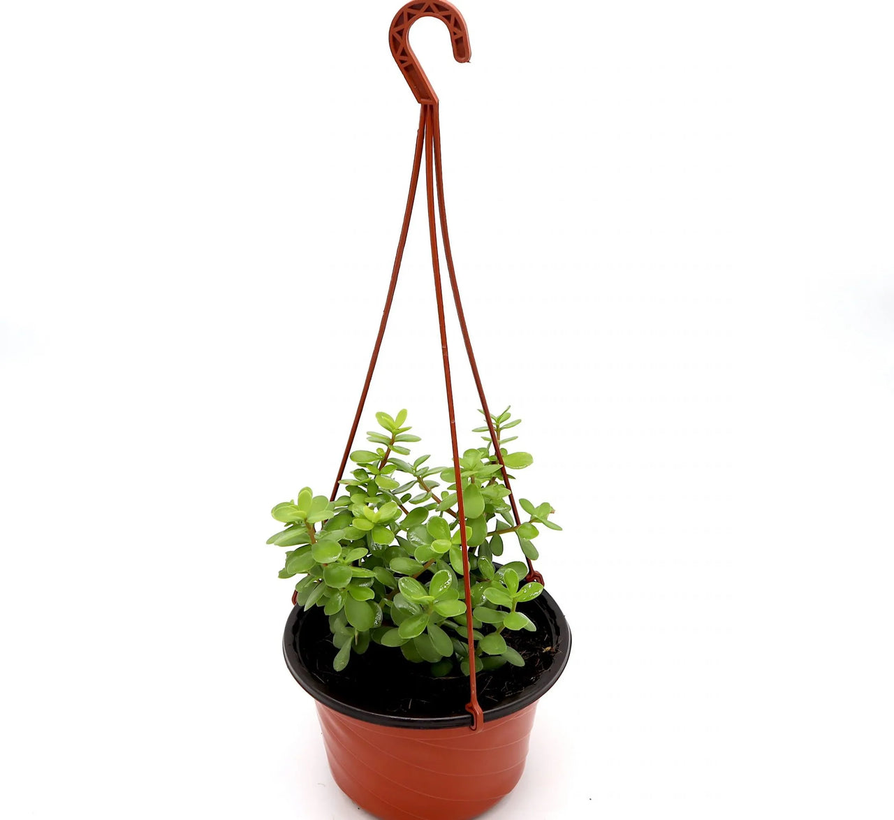 Portulacaria afra – Elephant Bush (Hanging Variety)