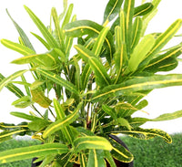 Croton 'Banana Yellow' – Bold Foliage for Indoors & Outdoors