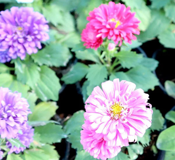 Aster Seasonal Mix Flowering Plant – 2L Pot