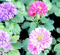 Aster Seasonal Mix Flowering Plant – 2L Pot