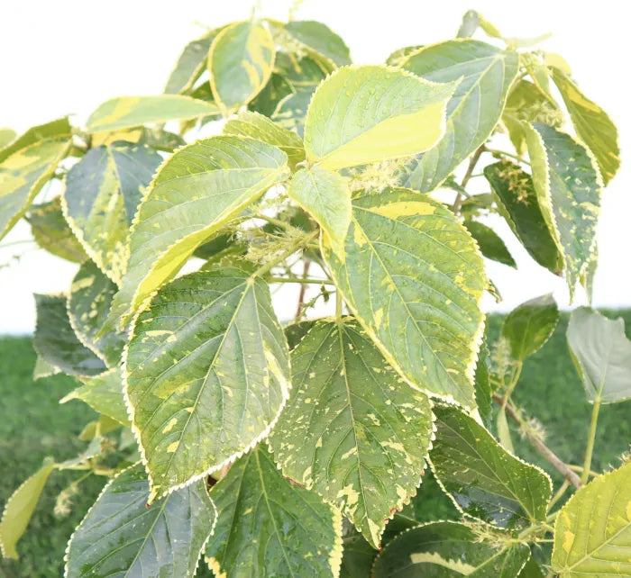 Acalypha Wilkesiana "Tahiti"