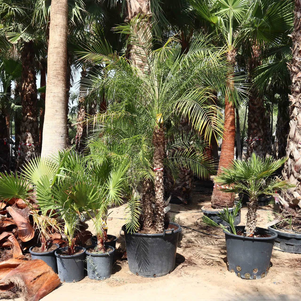 Phoenix roebelenii – Miniature Date Palm
