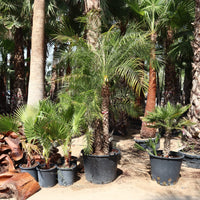 Thumbnail for Phoenix roebelenii – Miniature Date Palm