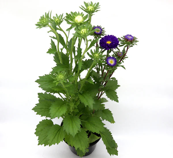 Aster Seasonal Mix Flowering Plant – 2L Pot