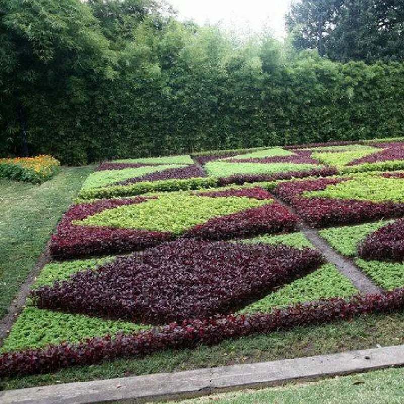 Iresine lindenii – Bloodleaf