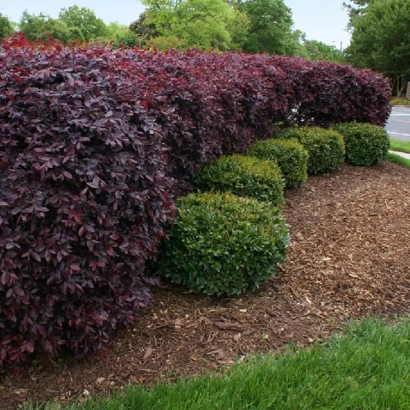 Iresine lindenii – Bloodleaf