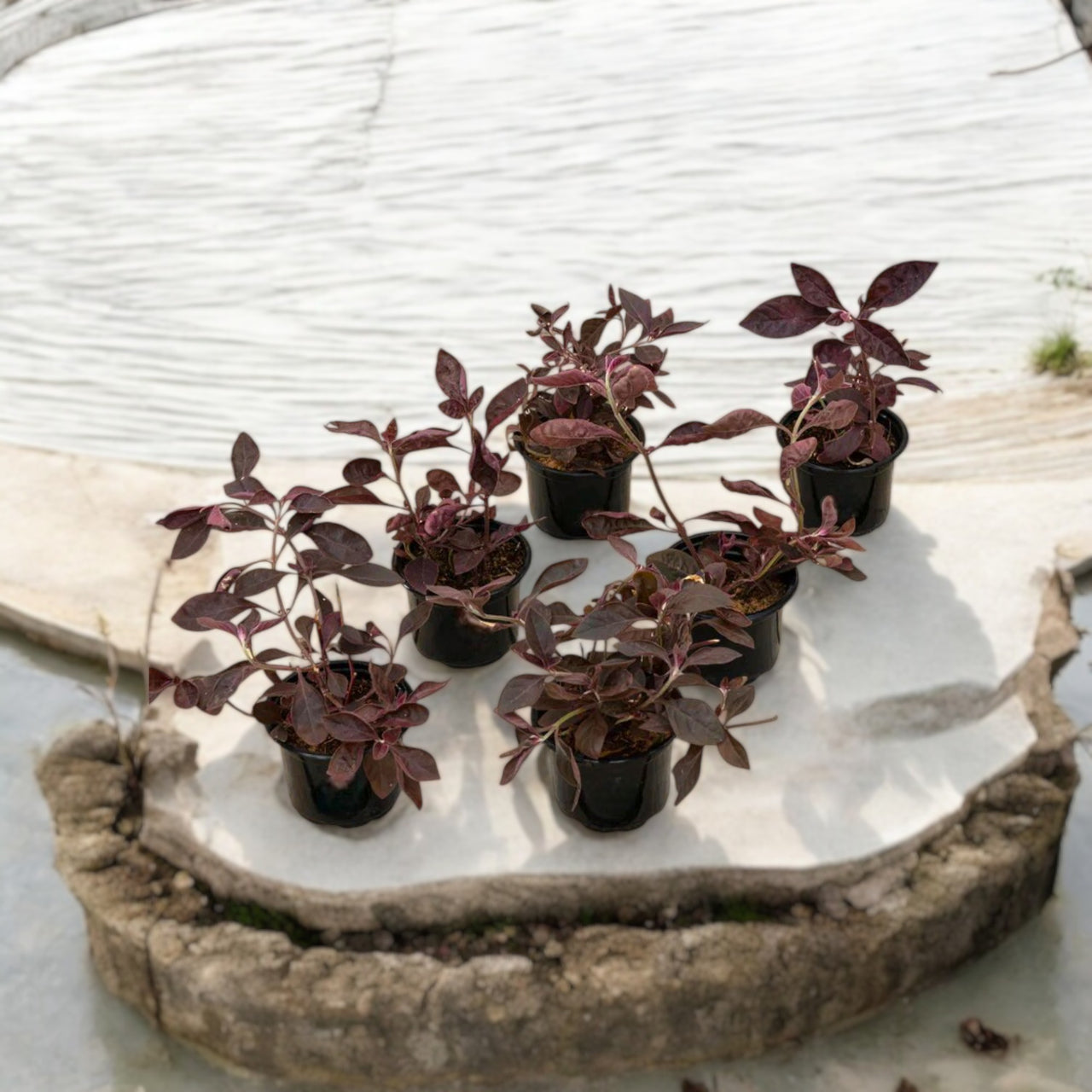 Iresine lindenii – Bloodleaf