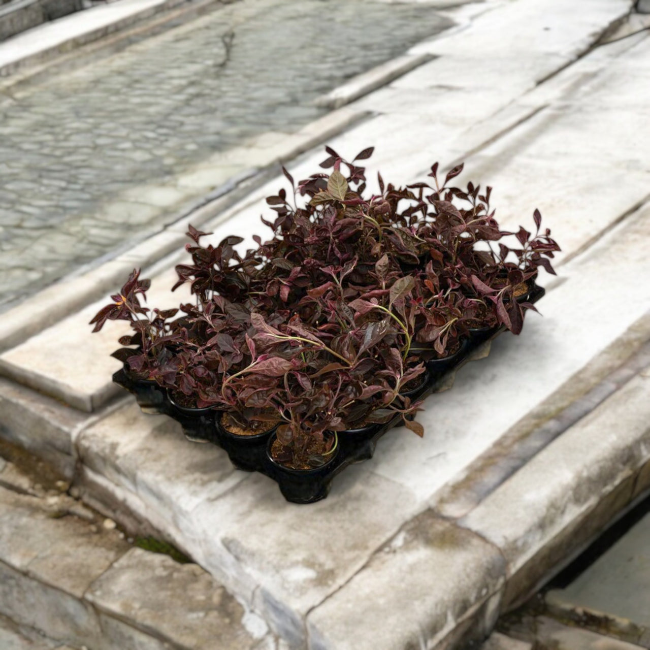 Iresine lindenii – Bloodleaf
