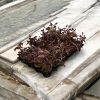 Thumbnail for Iresine lindenii – Bloodleaf