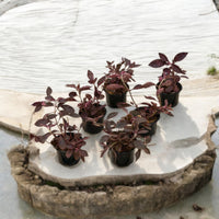 Thumbnail for Iresine lindenii – Bloodleaf