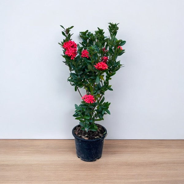 Ixora Chinensis – Red Ixora Plant