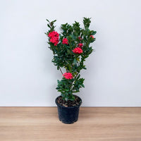 Thumbnail for Ixora Chinensis – Red Ixora Plant