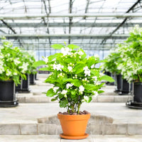 Thumbnail for Jasminum sambac – The Arabian Jasmine