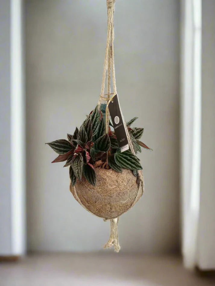 Kokedama Hanging Plant