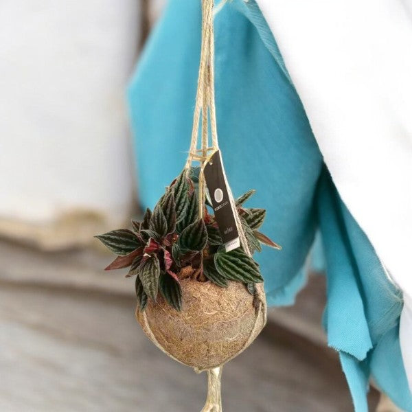 Kokedama Hanging Plant