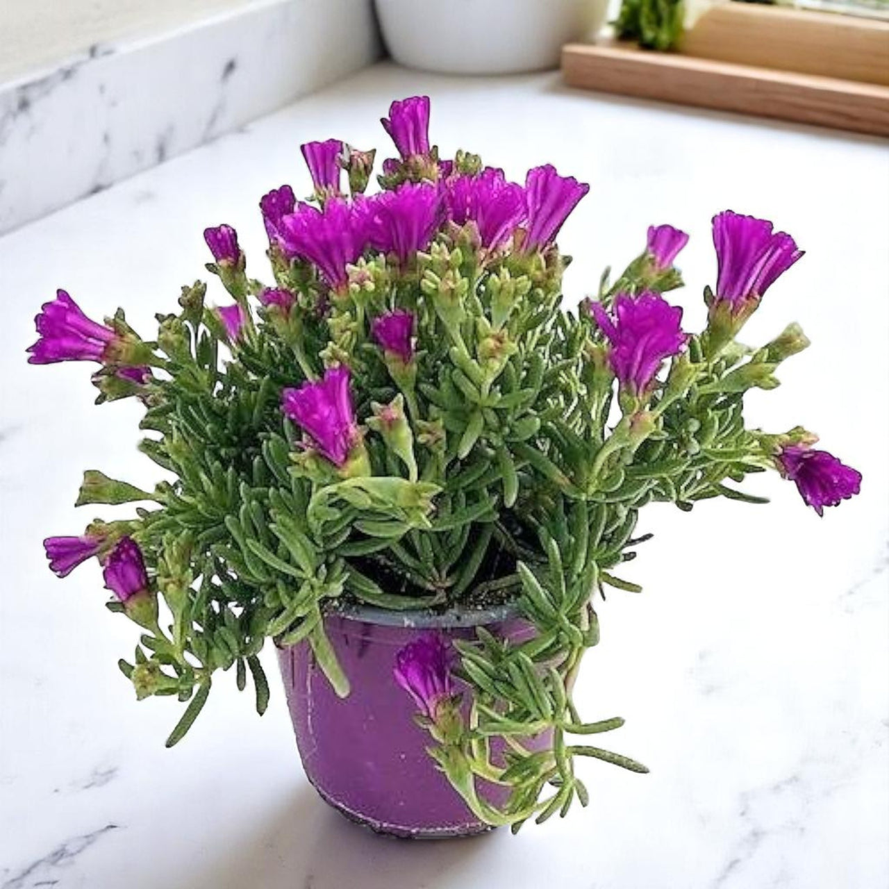 Lampranthus spectabilis – Trailing Ice Plant