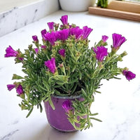 Thumbnail for Lampranthus spectabilis – Trailing Ice Plant