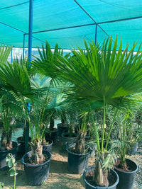 Thumbnail for Livistona Palm – Chinese Fan Palm – Large Leaves