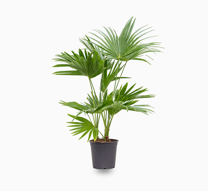 Livistona Palm – Chinese Fan Palm – Large Leaves