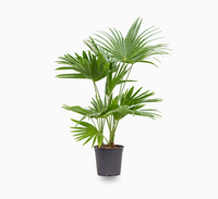 Thumbnail for Livistona Palm – Chinese Fan Palm – Large Leaves