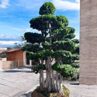 Thumbnail for Macro Ficus Bonsai – 3.5 meters