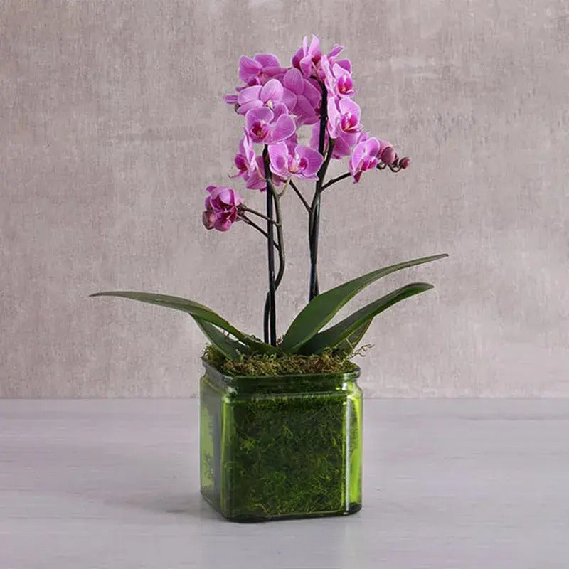 Mini Phalaenopsis Orchid Plant - Double Stem Mini Elegance in a Glass Vase
